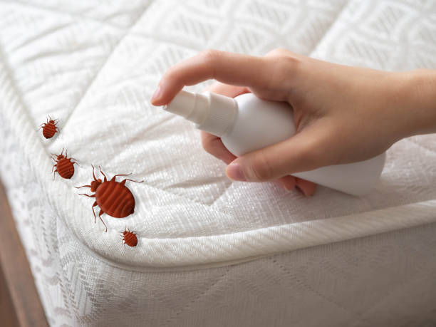 Best Emergency Pest Control  in Oral City, FL
