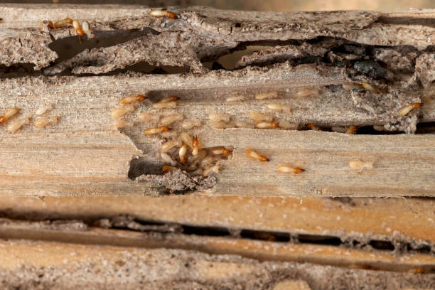 Best Pest Control for Businesses  in Oral City, FL